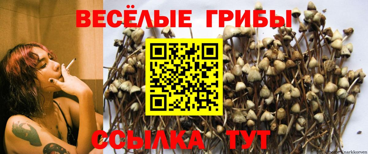Галлюциногенные грибы Cubensis Волгодонск